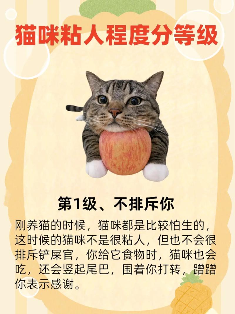 培养信任让猫咪变黏人(怎么养猫黏人听话) 培养信任让猫咪变黏人(怎么养猫黏人听话)