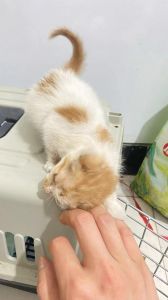 猫咪年龄看牙齿，简单判断小猫咪（捡来的猫不知道多大了）