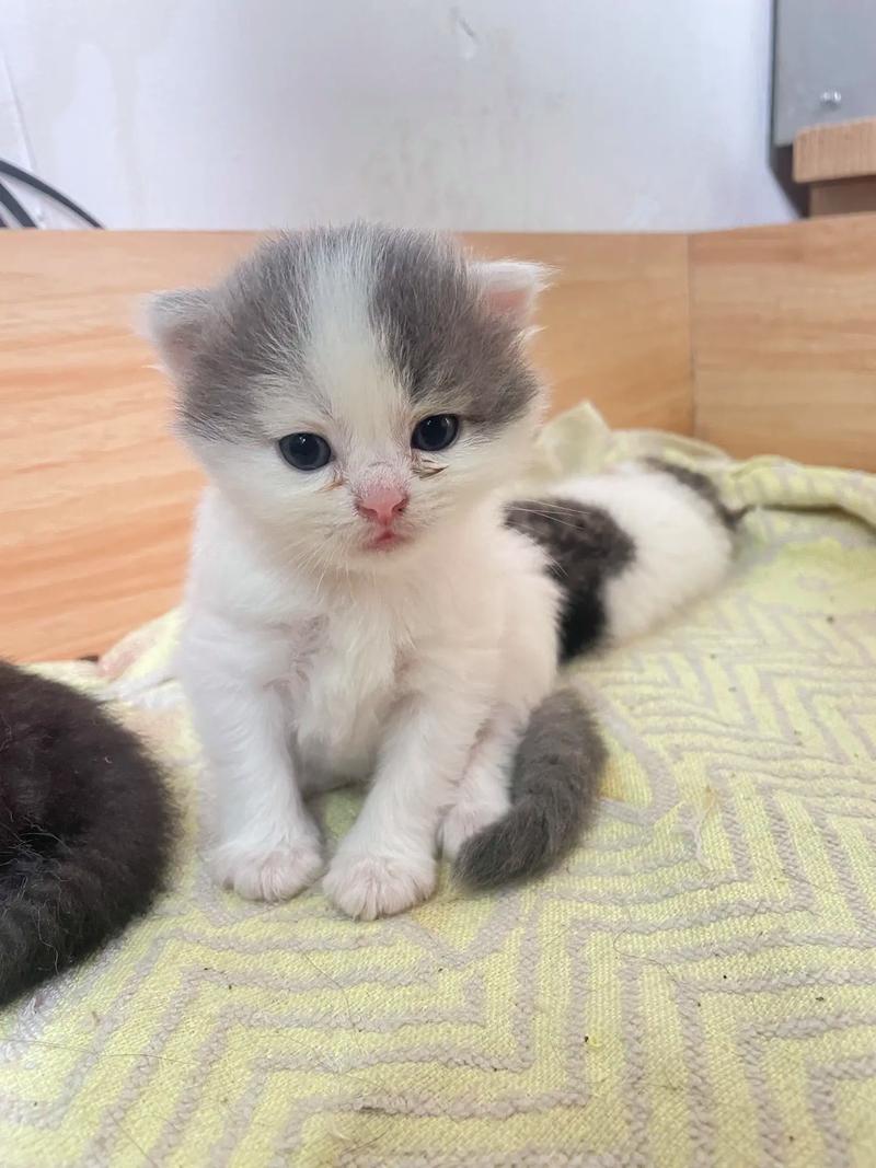 国产猫种介绍(净梵猫是布偶串的吗) 国产猫种介绍(净梵猫是布偶串的吗)