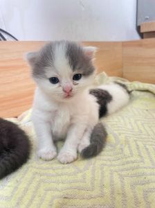 国产猫种介绍（净梵猫是布偶串的吗）