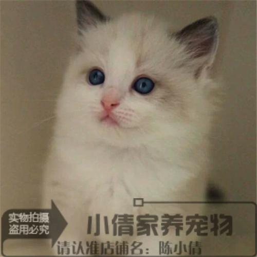甜蜜负担,掉毛多易生病,养它需谨慎!(海豹双色纯种布偶猫) 甜蜜负担,掉毛多易生病,养它需谨慎!(海豹双色纯种布偶猫)