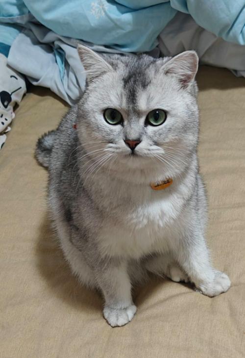 优雅纯种特征解析(正宗银渐层猫图片) 优雅纯种特征解析(正宗银渐层猫图片)