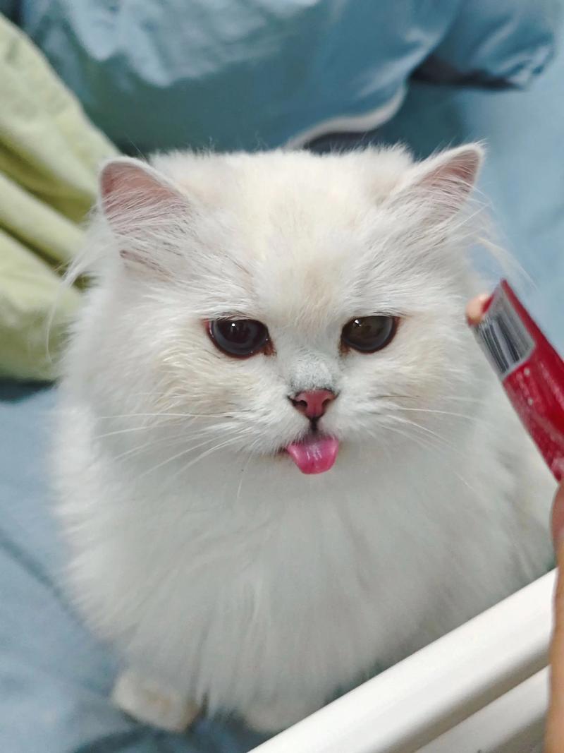 猫条少吃为妙,健康饮食最重要!(猫吃猫条有危害吗) 猫条少吃为妙,健康饮食最重要!(猫吃猫条有危害吗)