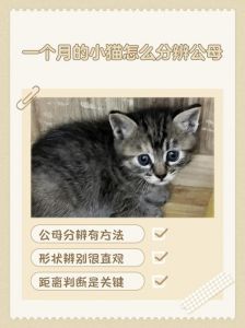 猫咪几个月成熟？1-2岁才适合繁殖（猫的性成熟是多少个月）