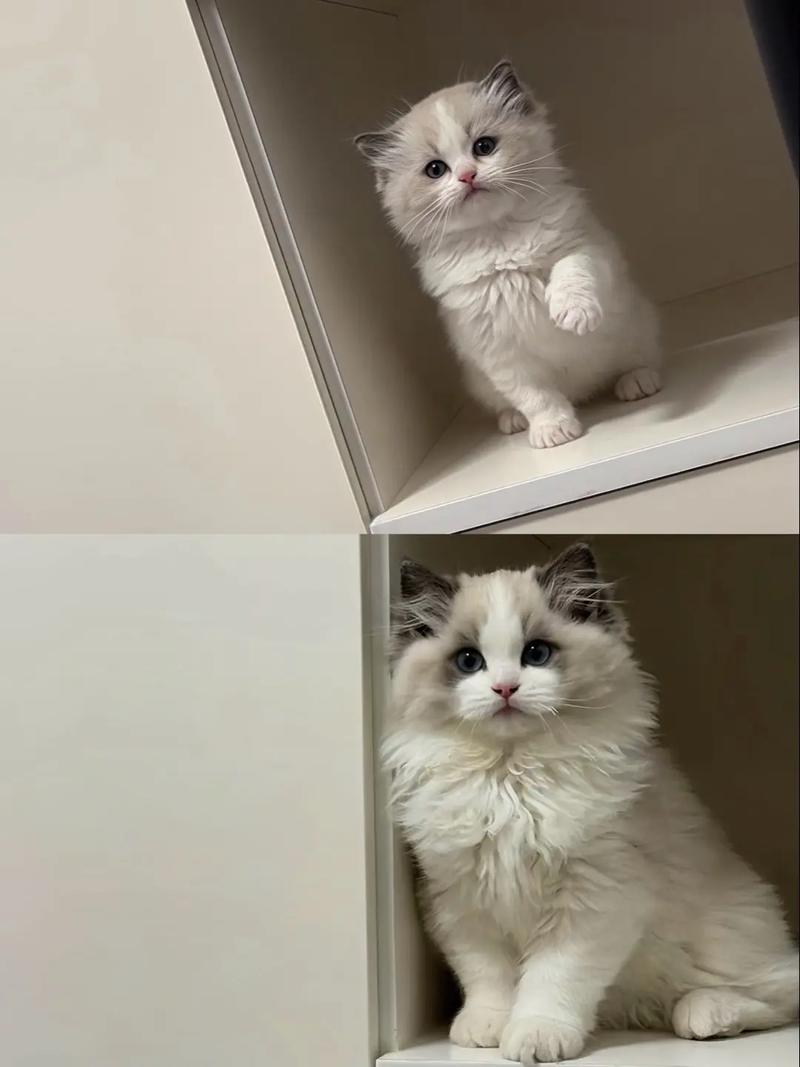 布偶猫8个月养熟，性格温顺易适应，细心照料成伙伴（八个月的布偶猫还能养熟么）