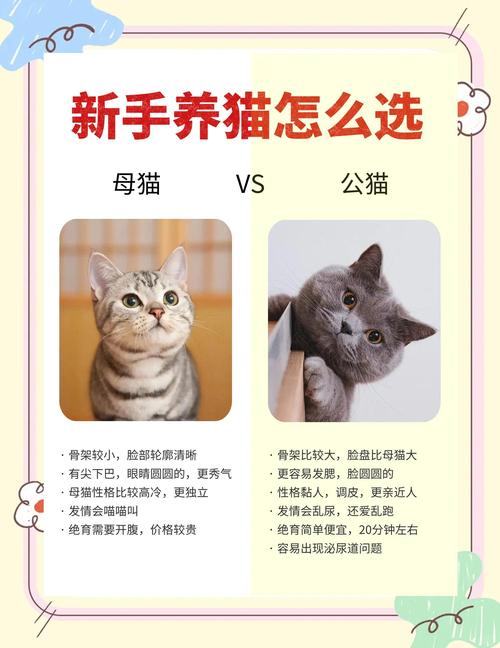 公猫母猫养护区别,性格性格差异,新手选猫指南(母猫和公猫哪个好养) 公猫母猫养护区别,性格性格差异,新手选猫指南(母猫和公猫哪个好养)
