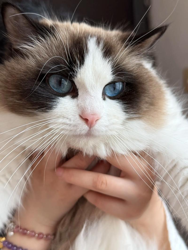 眼镜蛇遇布偶猫,猫咪惊险制胜(尾巴眼镜蛇看上布偶猫) 眼镜蛇遇布偶猫,猫咪惊险制胜(尾巴眼镜蛇看上布偶猫)