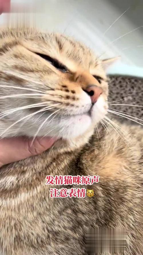母猫发情叫哇偶,舔毛留味需理解(母猫哇偶哦哇偶叫是发情了吗) 母猫发情叫哇偶,舔毛留味需理解(母猫哇偶哦哇偶叫是发情了吗)