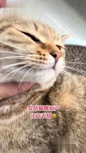 母猫发情叫哇偶，舔毛留味需理解（母猫哇偶哦哇偶叫是发情了吗）