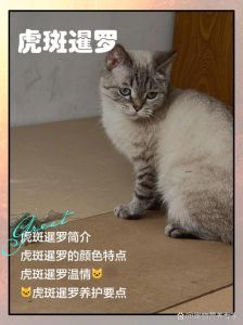 各种猫咪性格特点，每只都是独一无二的守护神（玄学上养虎斑猫的人）