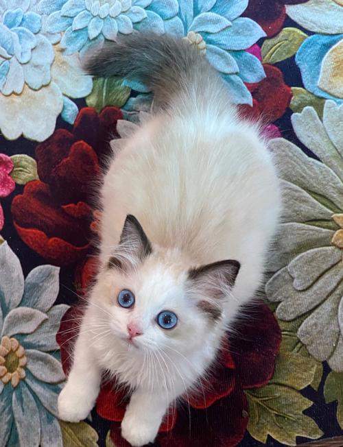 三个月布偶猫怎么养?(三个月大的布偶猫) 三个月布偶猫怎么养?(三个月大的布偶猫)