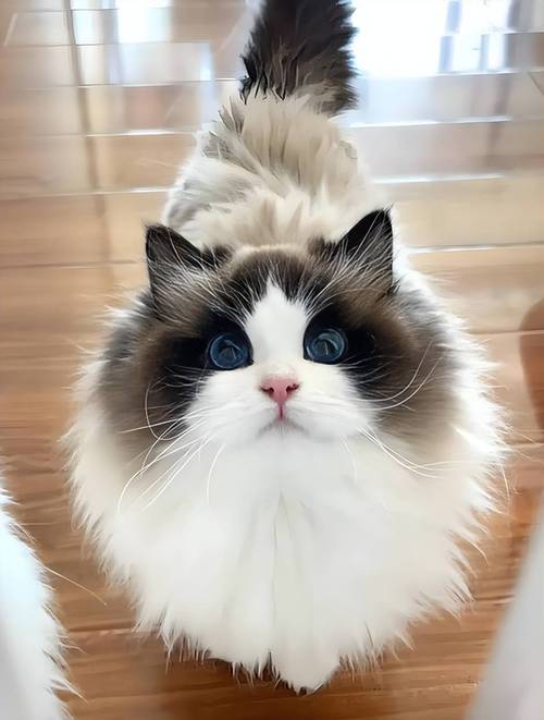 布偶猫发情食欲差?试试湿粮熟肉!(布偶母猫发情不吃猫粮怎么办) 布偶猫发情食欲差?试试湿粮熟肉!(布偶母猫发情不吃猫粮怎么办)
