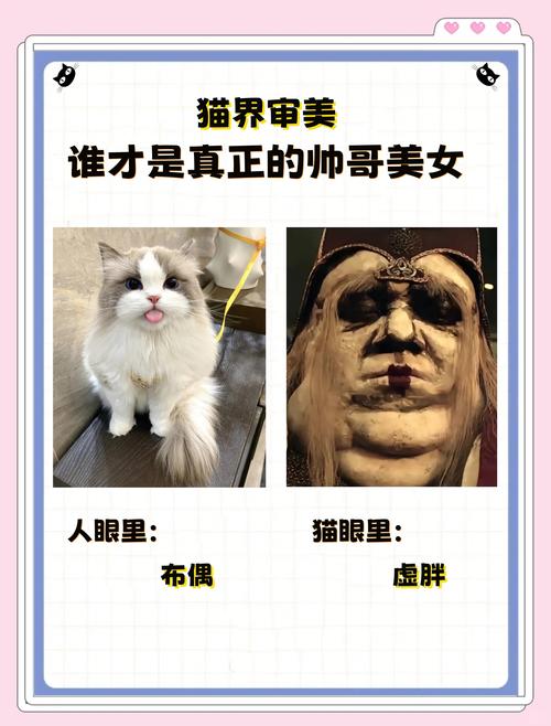 德文卷毛到布偶猫,颜值与喂养要点全知道!(猫眼中猫界颜值排行榜) 德文卷毛到布偶猫,颜值与喂养要点全知道!(猫眼中猫界颜值排行榜)