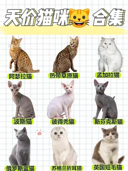 十种名贵猫咪独特魅力(十大最名贵的猫图片) 十种名贵猫咪独特魅力(十大最名贵的猫图片)