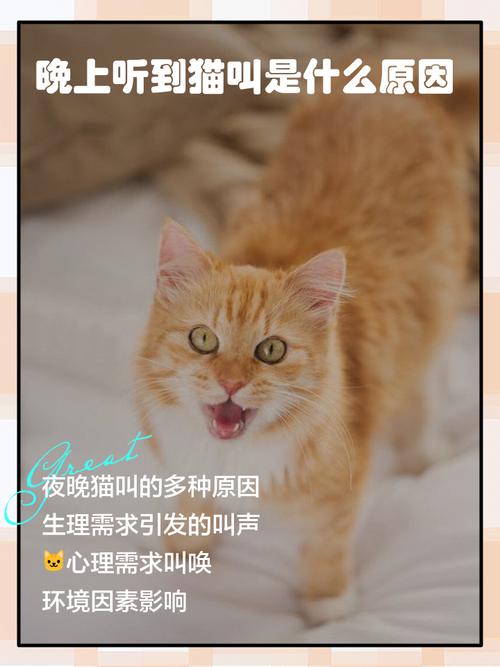 猫咪夜间叫唤原因多,了解应对建和谐(晚上猫叫是什么原因) 猫咪夜间叫唤原因多,了解应对建和谐(晚上猫叫是什么原因)