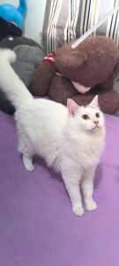小白狮子，活泼好养，新手首选（狮子猫适合新手养吗）