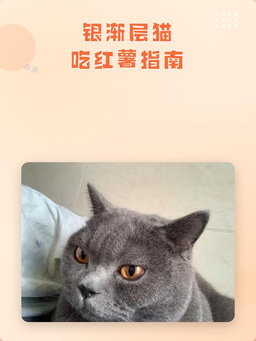 猫爱吃红薯?营养软甜还香热(猫爱吃红薯的原因) 猫爱吃红薯?营养软甜还香热(猫爱吃红薯的原因)