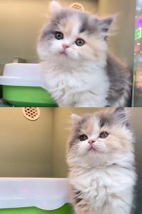 性格健康要考虑（布偶猫暹罗猫三花猫）