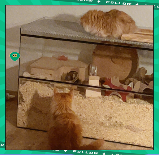 耐心引导，和谐共处（怎么样让新猫和老猫融入）