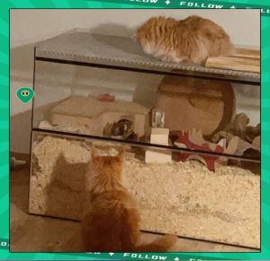 耐心引导，和谐共处（怎么样让新猫和老猫融入）
