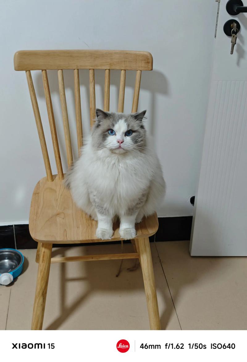 双色布偶猫花色多 温顺优雅好伴侣(双色布偶猫图片) 双色布偶猫花色多 温顺优雅好伴侣(双色布偶猫图片)