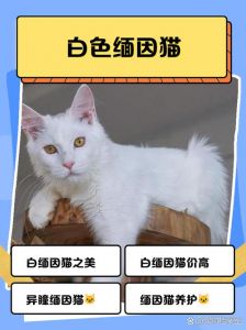猫咪寓意吉祥 又是情感慰藉小能手（家里养白猫有啥说法）