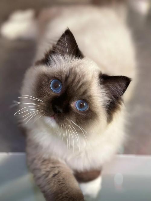 手套色和重点色布偶猫有什么不同?(手套色布偶猫和重点色布偶猫) 手套色和重点色布偶猫有什么不同?(手套色布偶猫和重点色布偶猫)