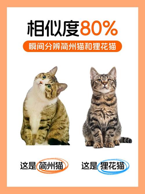 简州猫公猫价优性格好,母猫优雅粘人,选猫需全面考量(养简州猫养公还是母) 简州猫公猫价优性格好,母猫优雅粘人,选猫需全面考量(养简州猫养公还是母)
