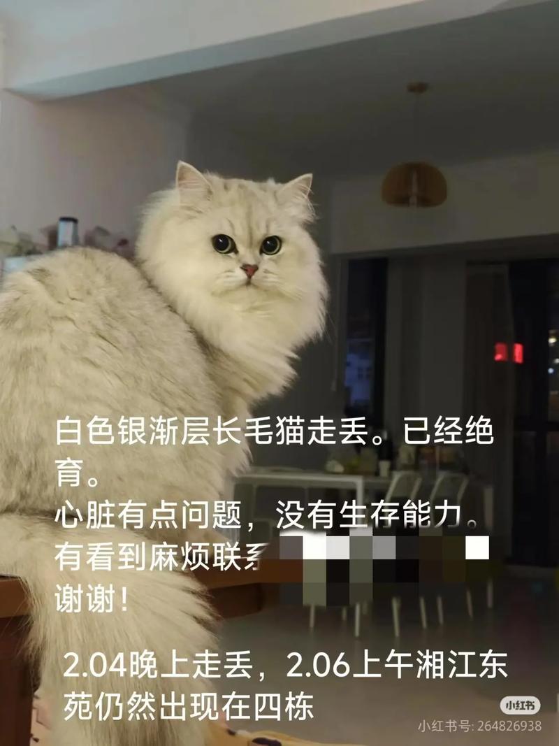 短腿长毛萌猫,养护需用心(白色金吉拉猫图片) 短腿长毛萌猫,养护需用心(白色金吉拉猫图片)
