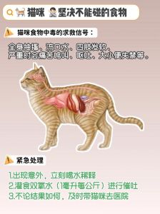 猫吃狗粮危害大，需高蛋白牛磺酸！（猫吃狗粮有什么危害）