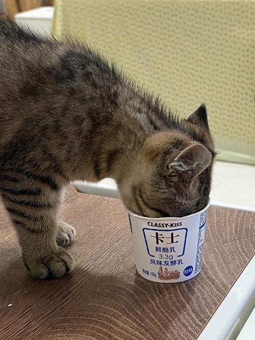 小猫适量喝原味无糖酸奶有益肠胃(猫吃酸奶会怎么样) 小猫适量喝原味无糖酸奶有益肠胃(猫吃酸奶会怎么样)