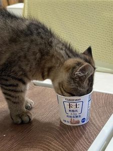 小猫适量喝原味无糖酸奶有益肠胃（猫吃酸奶会怎么样）