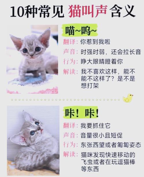 凌晨猫叫怎么办?(猫咪5点叫能不理他吗) 凌晨猫叫怎么办?(猫咪5点叫能不理他吗)