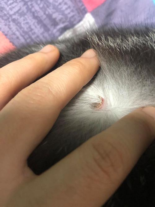 布偶猫背部疙瘩怎么办?(布偶猫背上有个肉疙瘩) 布偶猫背部疙瘩怎么办?(布偶猫背上有个肉疙瘩)