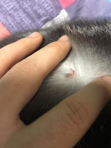 布偶猫背部疙瘩怎么办？（布偶猫背上有个肉疙瘩）