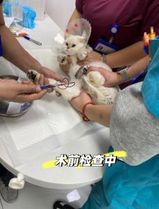 猫咪绝育前后注意事项（猫绝育的时候需要啥手续）