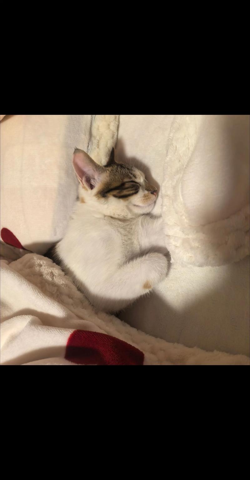 天性使然,增进亲密(猫踩被子是什么表现) 天性使然,增进亲密(猫踩被子是什么表现)