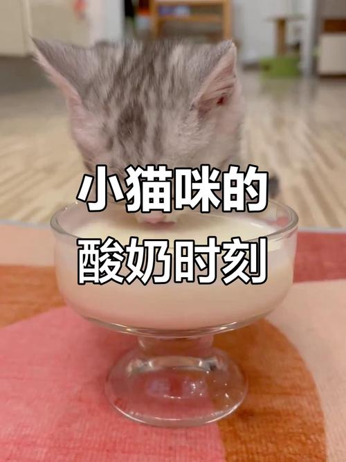 猫咪爱喝酸奶?喂食需谨慎!(猫吃酸奶的好处和坏处) 猫咪爱喝酸奶?喂食需谨慎!(猫吃酸奶的好处和坏处)