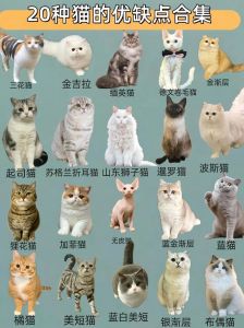 品种性格毛发，选只适合你的猫（宠物猫品种大全及图片）