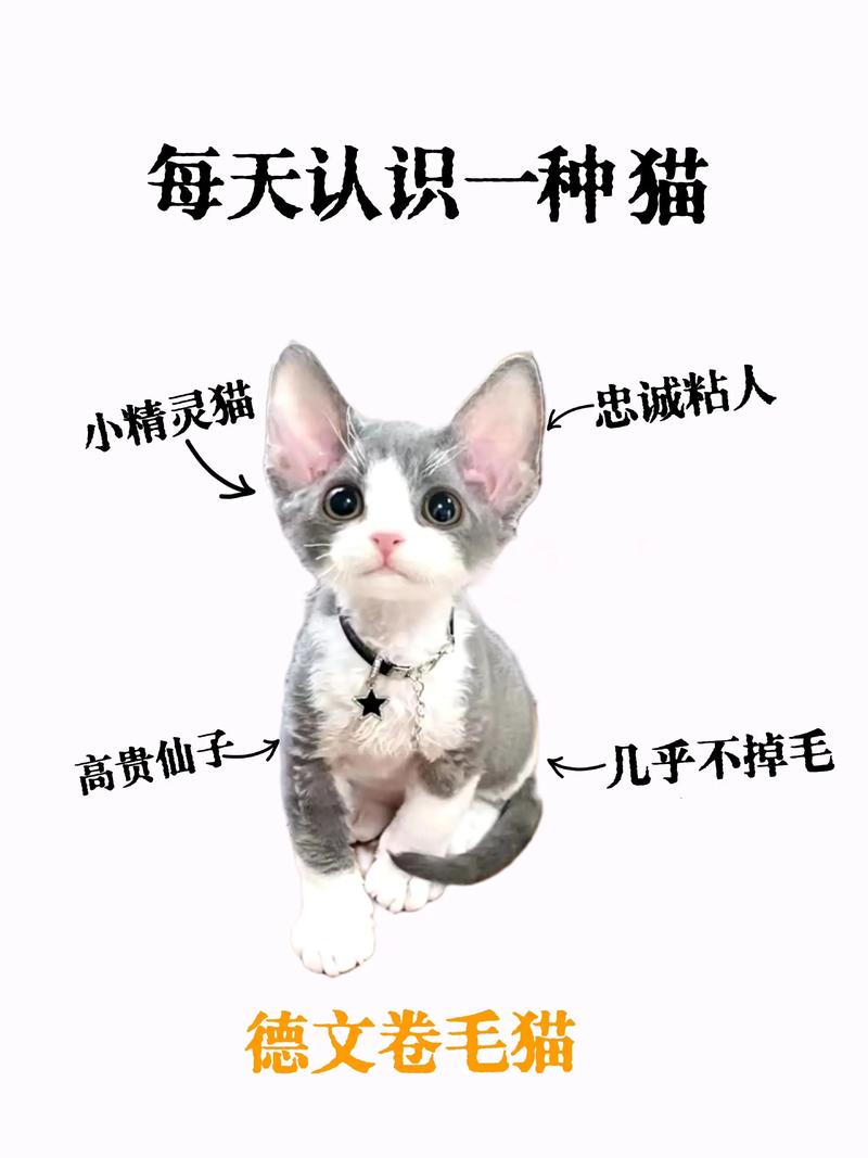 天生一对的温柔伴侣(isfp女 适合养德文猫吗) 天生一对的温柔伴侣(isfp女 适合养德文猫吗)