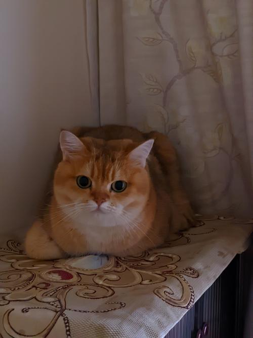 橘猫价格差异大?几十到上万元,养护注意防胖!(橘猫多少钱一只) 橘猫价格差异大?几十到上万元,养护注意防胖!(橘猫多少钱一只)