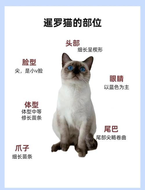 暹罗猫聪明懂情绪,会讨好模仿,享受默契陪伴就好(暹罗猫能听懂人话吗) 暹罗猫聪明懂情绪,会讨好模仿,享受默契陪伴就好(暹罗猫能听懂人话吗)