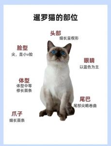 暹罗猫聪明懂情绪，会讨好模仿，享受默契陪伴就好（暹罗猫能听懂人话吗）