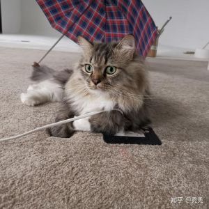 外貌性格难预测，健康伦理需关注（布偶和金吉拉配出来是什么猫）