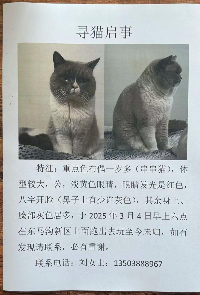 布偶猫怎么分辨纯种?看外貌性格选对它(怎么判断布偶猫串串) 布偶猫怎么分辨纯种?看外貌性格选对它(怎么判断布偶猫串串)