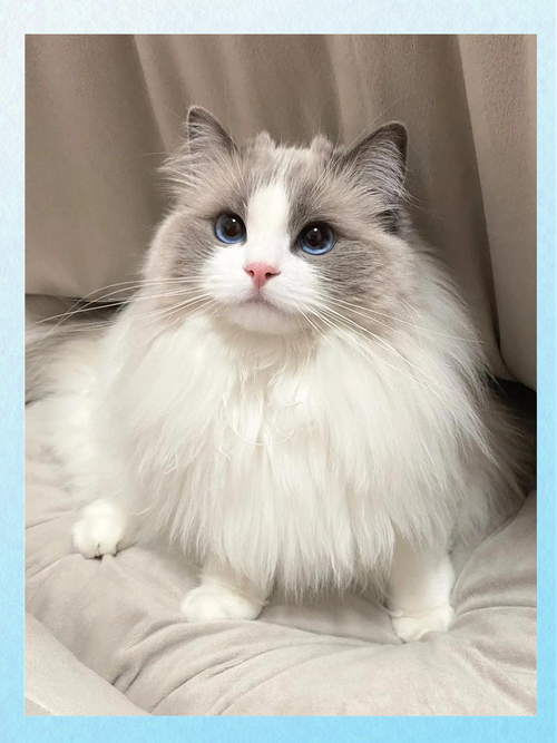 双色布偶猫花色多 温顺优雅好伴侣(双色布偶猫图片) 双色布偶猫花色多 温顺优雅好伴侣(双色布偶猫图片)