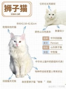 美丽需费心，养前要掂量（狮子猫的优缺点有哪些）