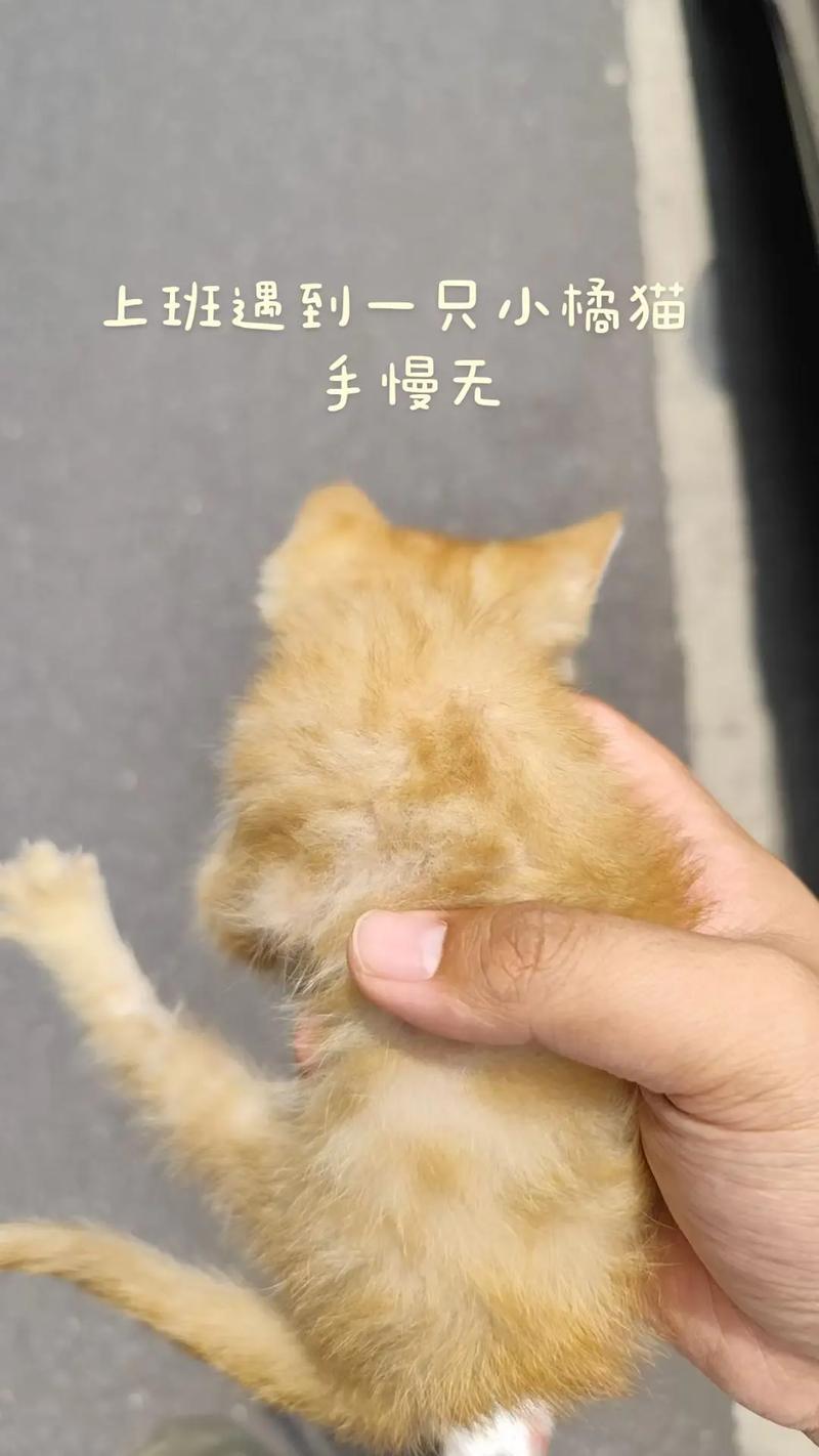 橘猫可少量食红薯,助消化但需谨慎(橘猫能吃红薯吗) 橘猫可少量食红薯,助消化但需谨慎(橘猫能吃红薯吗)