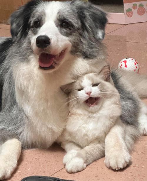 小奶狗布偶猫温馨相处记(小奶狗和布偶猫恋爱) 小奶狗布偶猫温馨相处记(小奶狗和布偶猫恋爱)