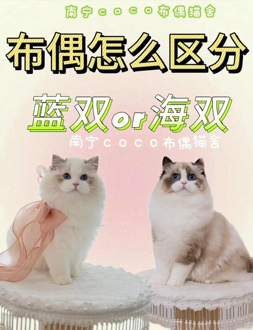 海双猫布偶价高,蓝银渐层独特也昂贵(海双山猫布偶和蓝银渐层哪个贵) 海双猫布偶价高,蓝银渐层独特也昂贵(海双山猫布偶和蓝银渐层哪个贵)